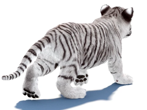 Rigged White Tiger Cub - Hair and Fur 3D Model