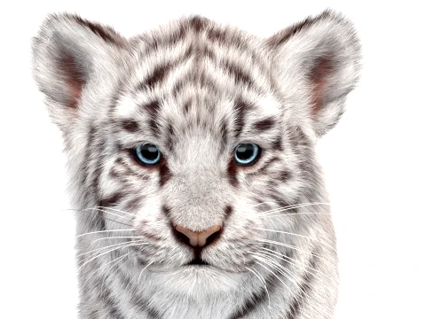 Rigged White Tiger Cub - Hair and Fur 3D Model