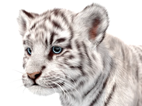 Rigged White Tiger Cub - Hair and Fur 3D Model