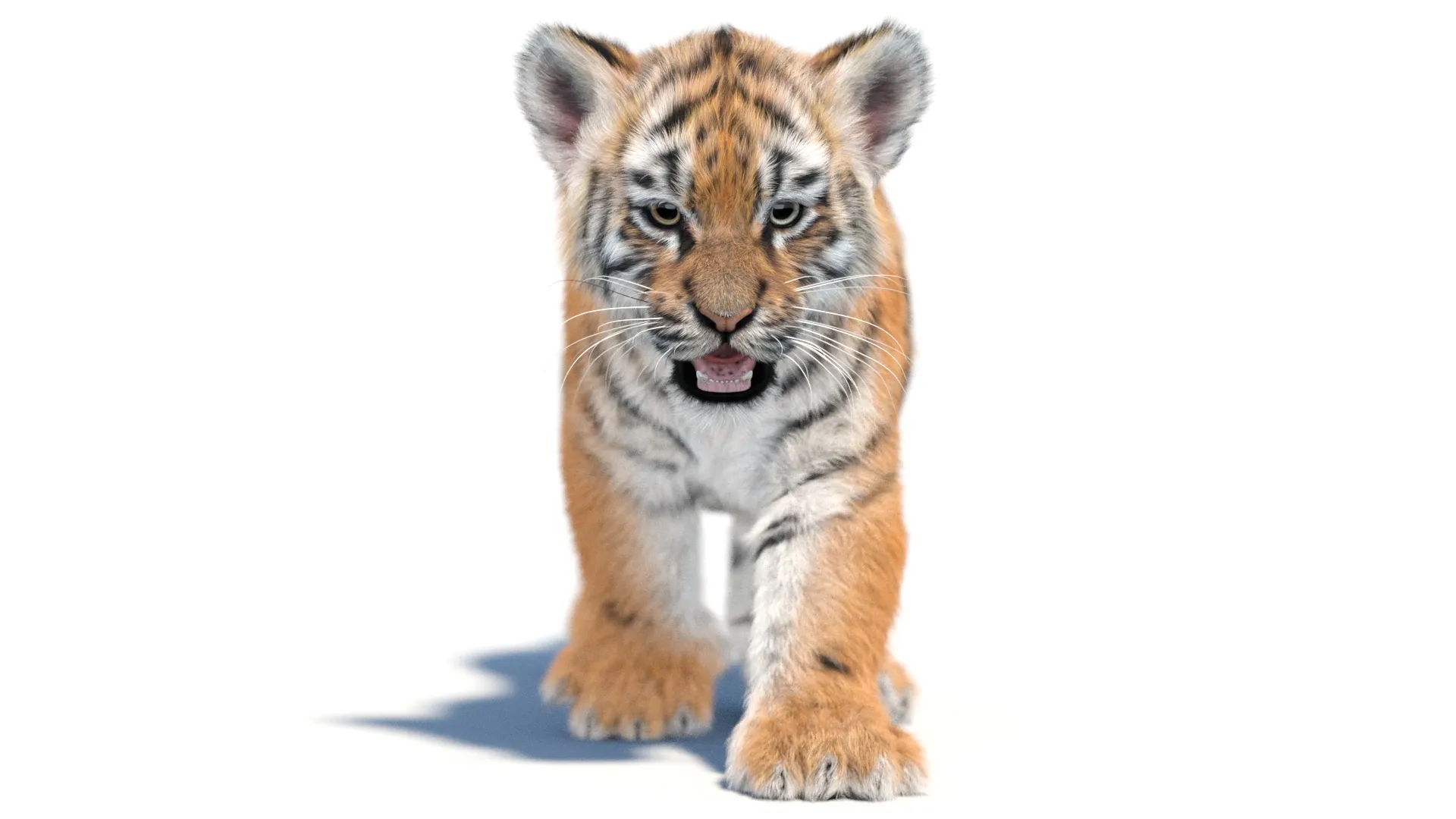 Animated Tiger Cub - Hair and Fur 3D Model .c4d .max .obj .3ds .fbx .stl .blend 