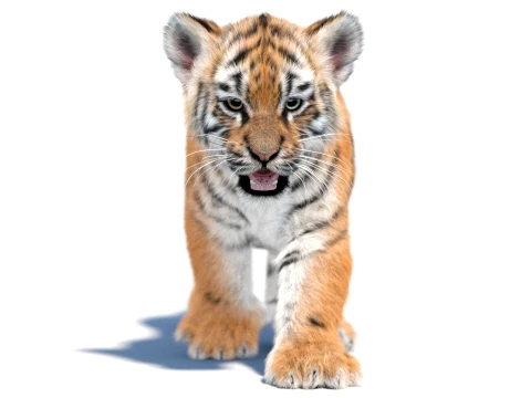 Animated Tiger Cub - Hair and Fur 3D Model