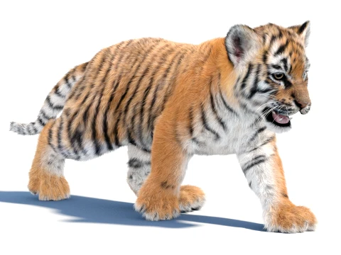 Animated Tiger Cub - Hair and Fur 3D Model