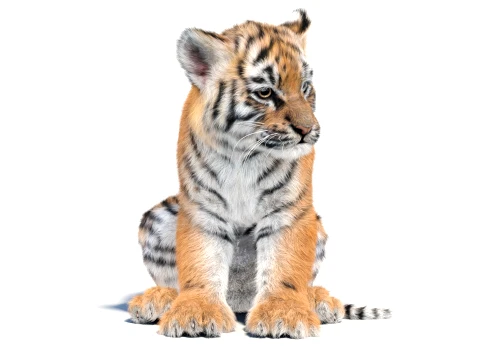 Animated Tiger Cub - Hair and Fur 3D Model