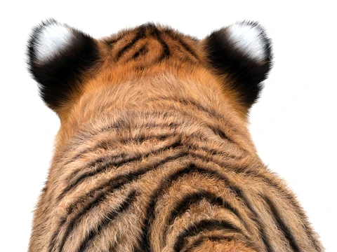 Animated Tiger Cub - Hair and Fur 3D Model