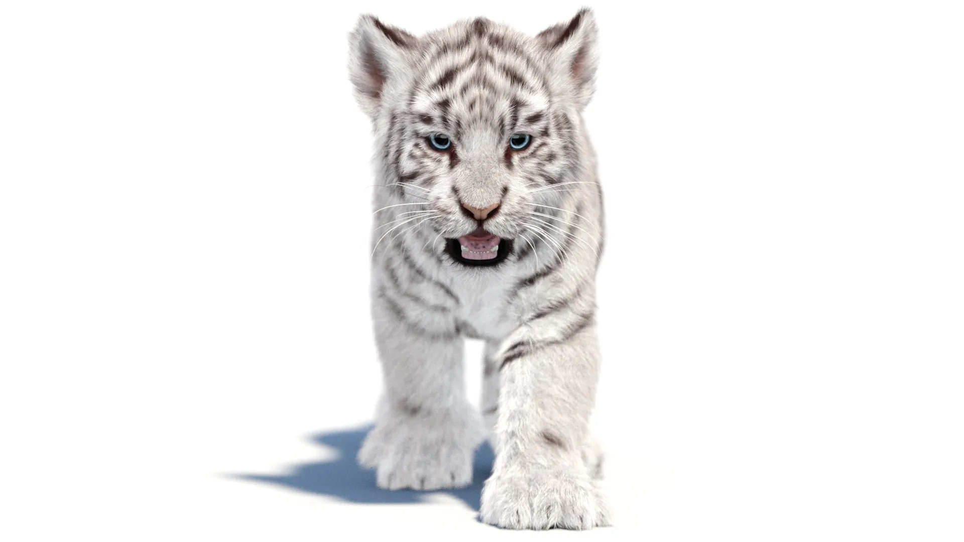 Animated White Tiger Cub - Hair and Fur 3D Model .c4d .max .obj .3ds .fbx .stl .blend