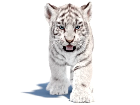 Animated White Tiger Cub - Hair and Fur 3D Model