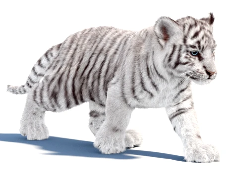 Animated White Tiger Cub - Hair and Fur 3D Model