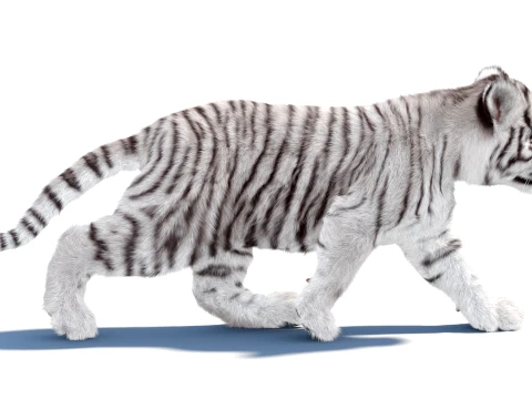 Animated White Tiger Cub - Hair and Fur 3D Model