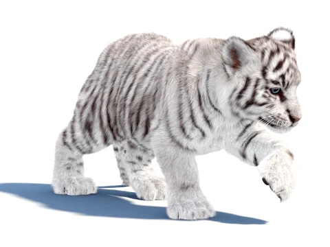 Animated White Tiger Cub - Hair and Fur 3D Model