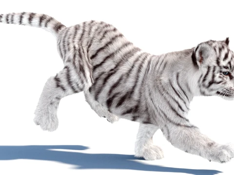 Animated White Tiger Cub - Hair and Fur 3D Model