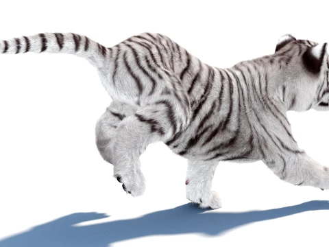 Animated White Tiger Cub - Hair and Fur 3D Model
