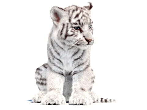 Animated White Tiger Cub - Hair and Fur 3D Model