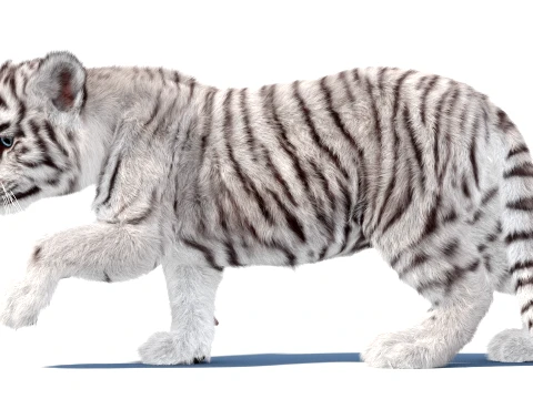 Animated White Tiger Cub - Hair and Fur 3D Model