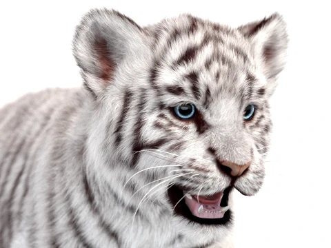 Animated White Tiger Cub - Hair and Fur 3D Model