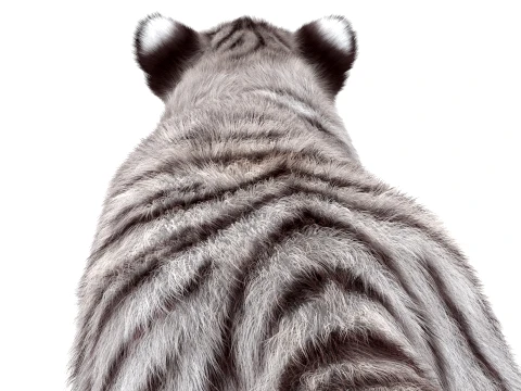 Animated White Tiger Cub - Hair and Fur 3D Model