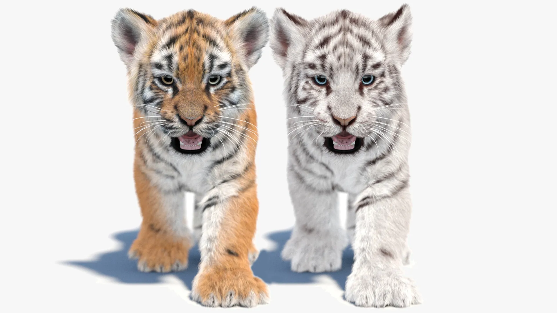 Animated Tiger Cub Bundle Natural and White 3D Model .c4d .max .obj .3ds .fbx .stl .blend 