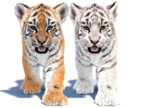 Animated Tiger Cub Bundle Natural and White 3D Model