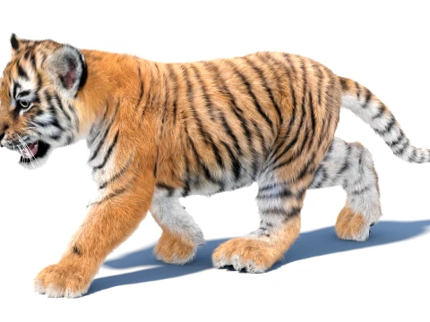Animated Tiger Cub Bundle Natural and White 3D Model