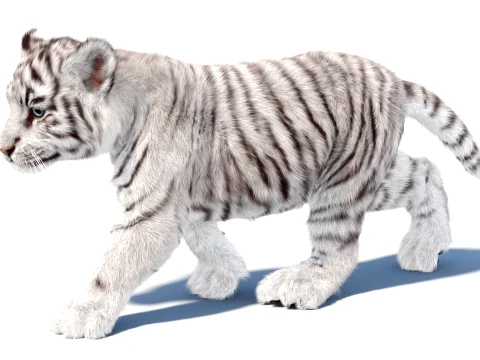 Animated Tiger Cub Bundle Natural and White 3D Model