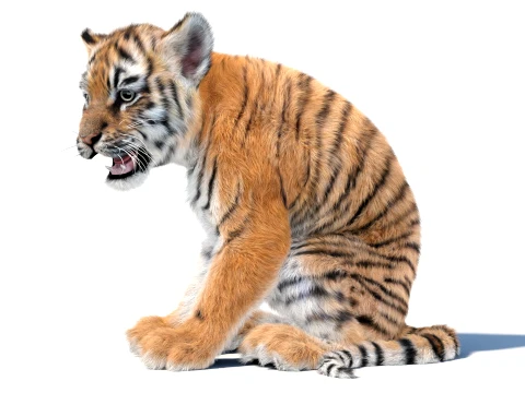 Animated Tiger Cub Bundle Natural and White 3D Model