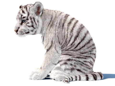 Animated Tiger Cub Bundle Natural and White 3D Model