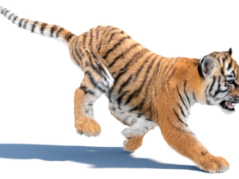 Animated Tiger Cub Bundle Natural and White 3D Model