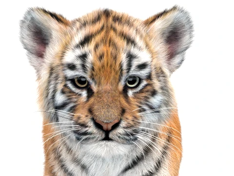 Animated Tiger Cub Bundle Natural and White 3D Model