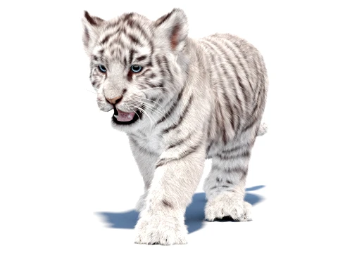 Animated Tiger Cub Bundle Natural and White 3D Model