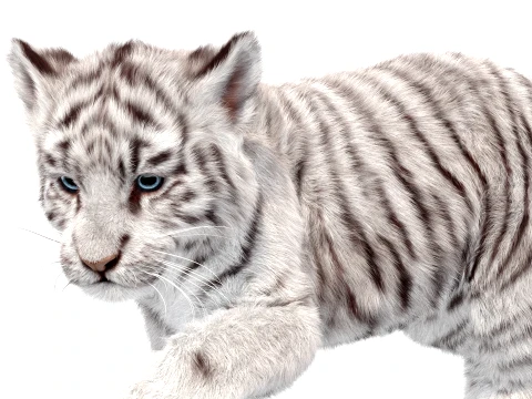 Animated Tiger Cub Bundle Natural and White 3D Model