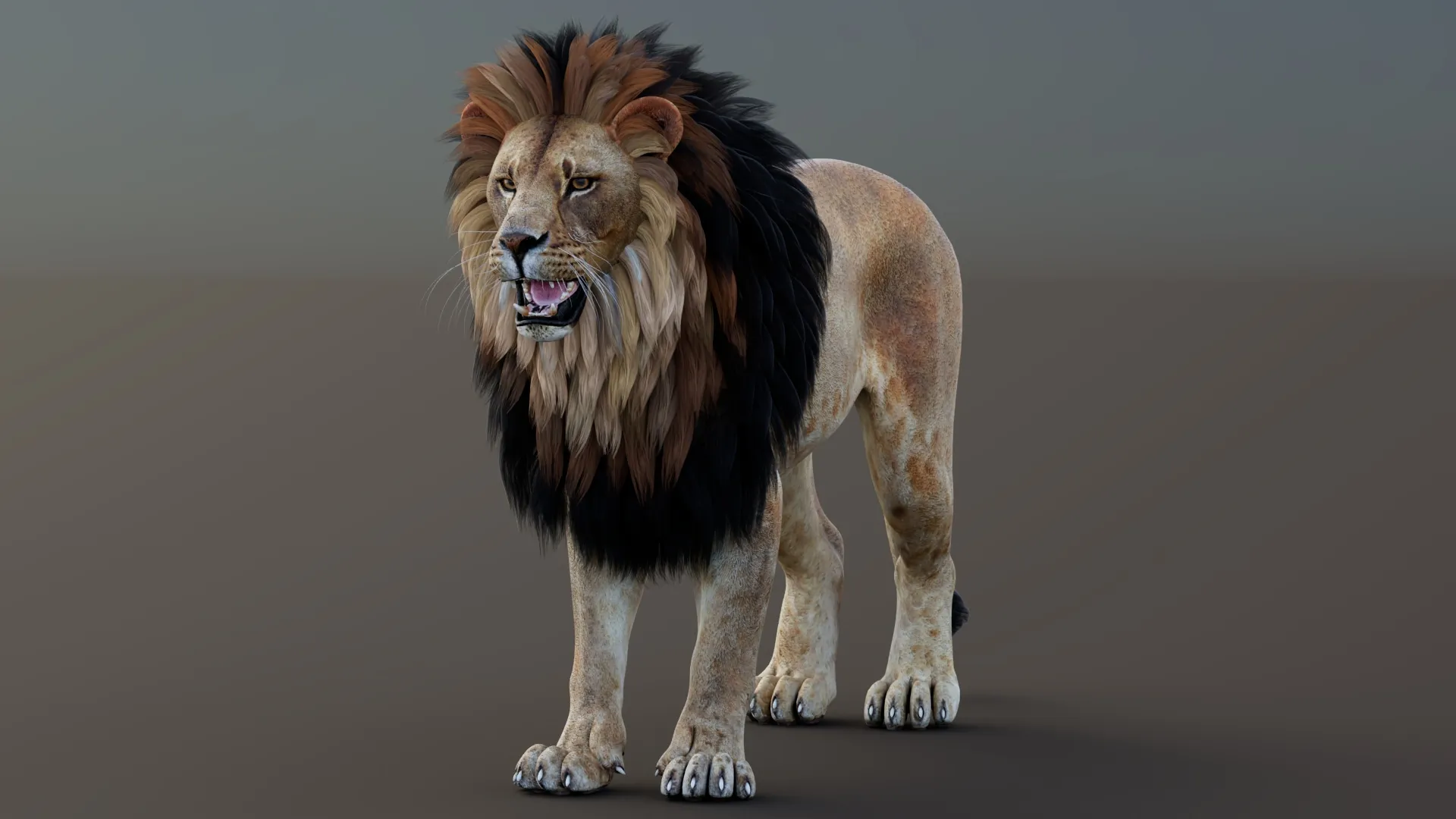 Game-Ready Lion PBR 3D Model .c4d .max .obj .3ds .fbx .stl .blend 