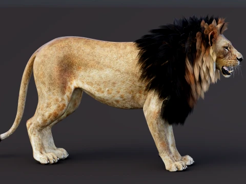Game-Ready Lion PBR 3D Model