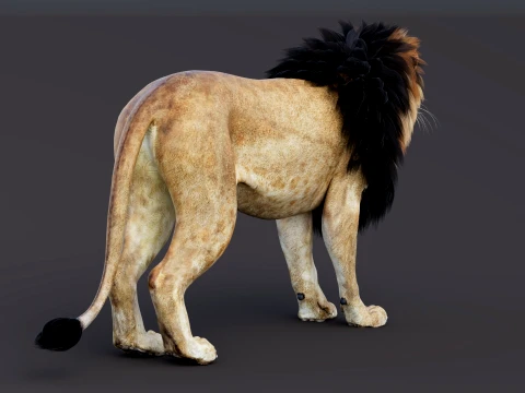 Game-Ready Lion PBR 3D Model