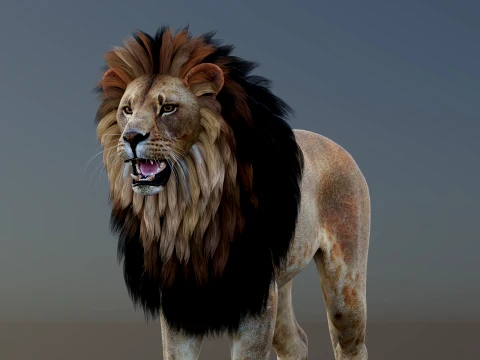 Game-Ready Lion PBR 3D Model