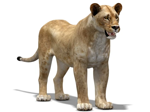 Lioness - Low Poly 3D Model