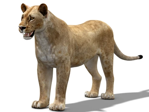 Lioness - Low Poly 3D Model