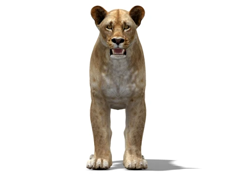 Lioness - Low Poly 3D Model