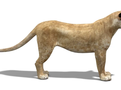 Lioness - Low Poly 3D Model
