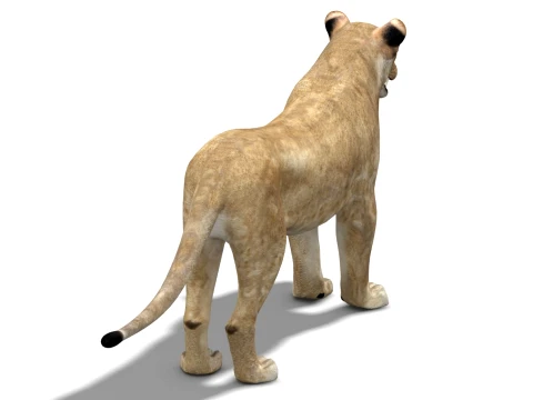 Lioness - Low Poly 3D Model