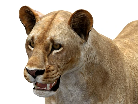 Lioness - Low Poly 3D Model