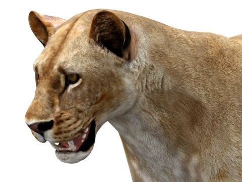 Lioness - Low Poly 3D Model