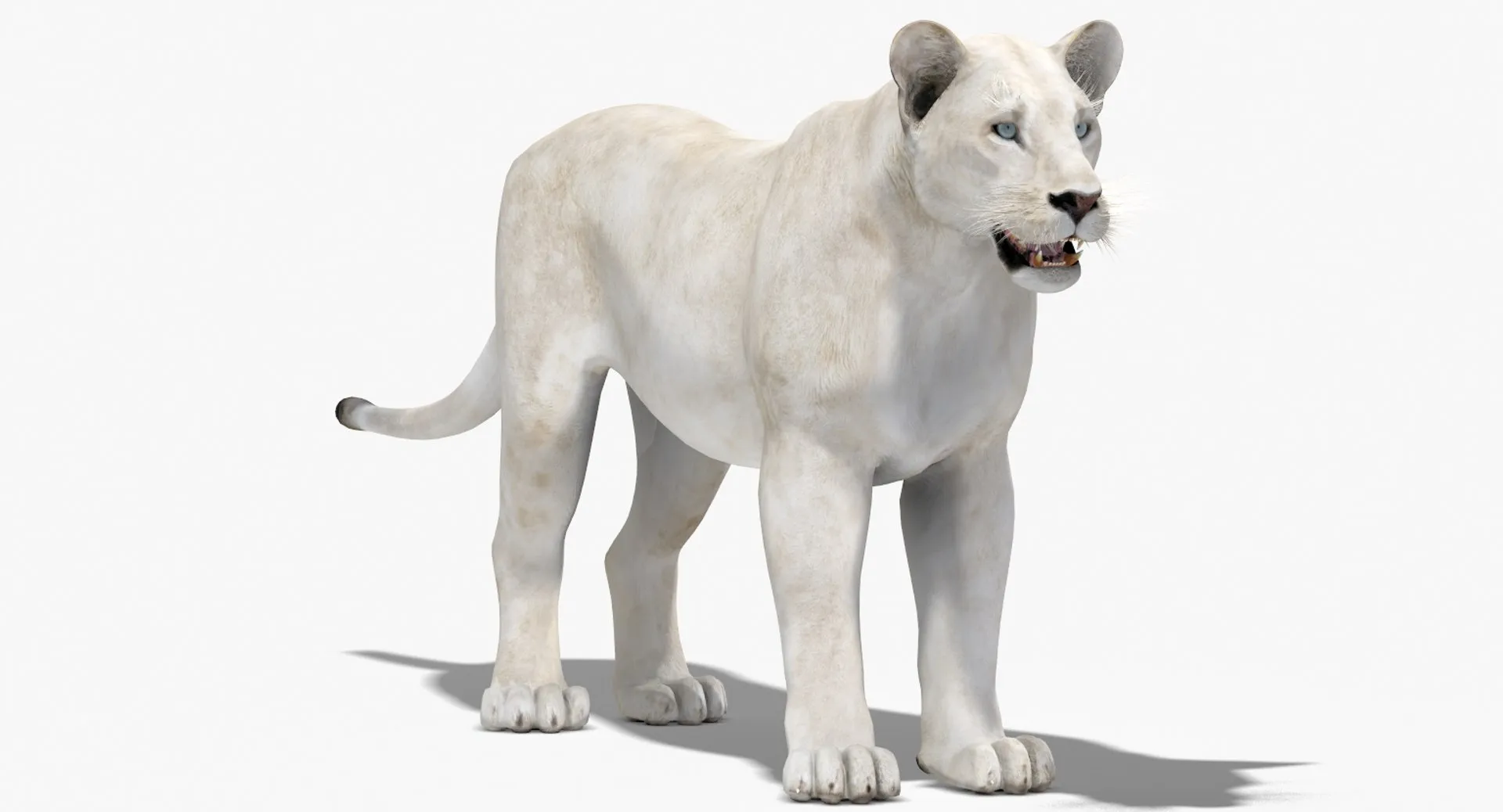 White Lioness - Low-Poly 3D Model .c4d .max .obj .3ds .fbx .stl .blend 
