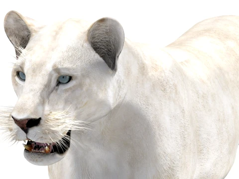 White Lioness - Low-Poly 3D Model