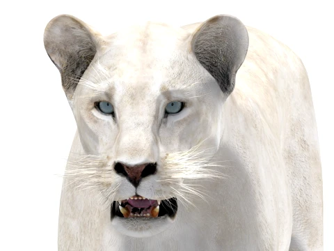 White Lioness - Low-Poly 3D Model