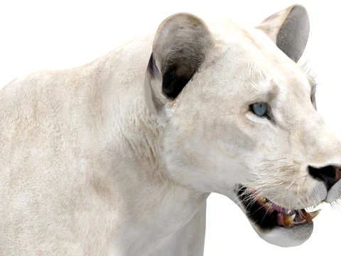 White Lioness - Low-Poly 3D Model