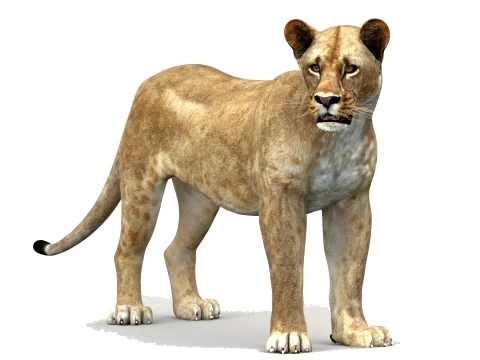 Rigged Lioness - Low-Poly 3D Model