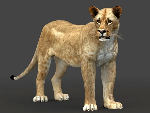 Rigged Lioness - Low-Poly 3D Model