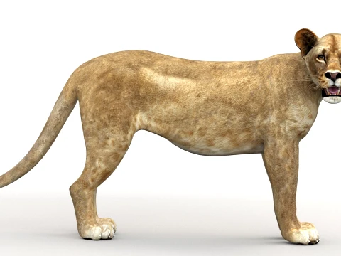 Rigged Lioness - Low-Poly 3D Model
