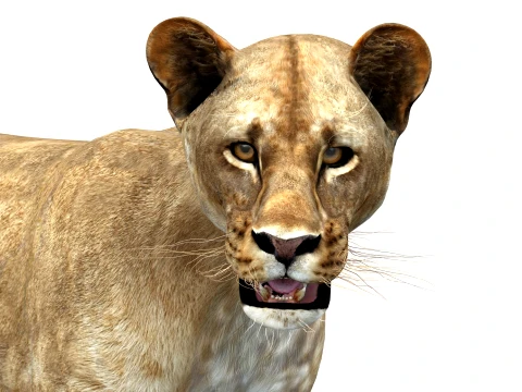 Rigged Lioness - Low-Poly 3D Model
