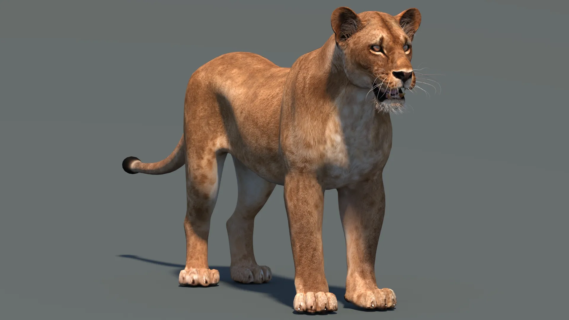 Lioness Low-Poly and Game-Ready 3D Model .c4d .max .obj .3ds .fbx .stl .blend 