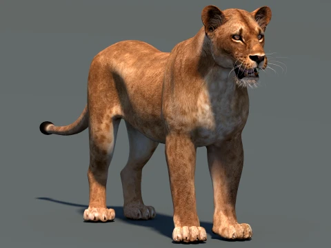 Lioness Low-Poly and Game-Ready 3D Model